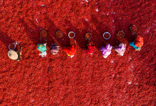 Bogura Rajshahi Division Bangladesh 06 March 2022 Aerial view of workers spreading red chilies to dry on the ground under the sun.