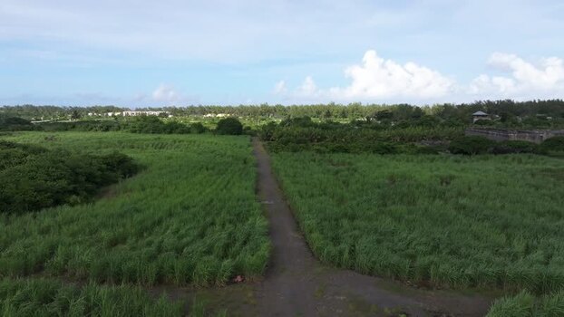 Aerial view of sugarcane fields in Quatre Cocos Mauritius.