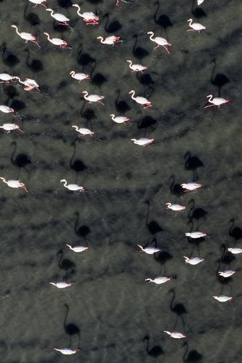 Aerial view of flamingos wading in the shallow waters their pink plumage stark against the dark water creating a striking contrast of color and form San Pedro del Pinatar Region of Murcia Spain. Aerial view of flamingos wading in the shallow waters their pink plumage stark against the dark water creating a striking contrast of color and form San Pedro del Pinatar Region of Murcia Spain.