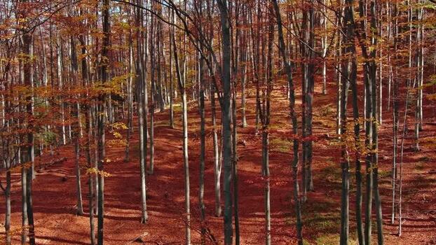 Aerial view of autumn forest in Romania. Aerial view of autumn forest in Romania.