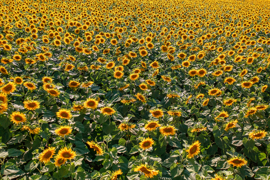 Aerial view of a sun drenched field of sunflowers stretching to the horizon their golden heads tilted towards the life giving sun Chyhyryns kyi district Cherkasy Oblast Ukraine. Aerial view of a sun drenched field of sunflowers stretching to the horizon their golden heads tilted towards the life giving sun Chyhyryns kyi district Cherkasy Oblast Ukraine.