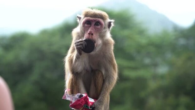 View of a monkey eating a chocolate cookie in the forest Sri Lanka. View of a monkey eating a chocolate cookie in the forest Sri Lanka.