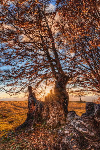 View of the ancient twisted beech tree in Canfaito forest during golden hour with warm sunlight filtering through autumn leaves and fungi in San Severino Marche Marche Italy.