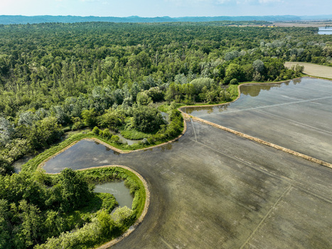 Aerial view of the Parco Naturale del Bosco delle Sorti della Partecipanza bordering flooded rice fields and lush forest in Trino Piemonte Italy. Aerial view of the Parco Naturale del Bosco delle Sorti della Partecipanza bordering flooded rice fields and lush forest in Trino Piemonte Italy.