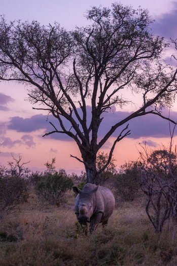 View of a rhinoceros standing in the savanna under a silhouetted tree during a purple sunset in Kruger National Park Kruger Park Mpumalanga South Africa. View of a rhinoceros standing in the savanna under a silhouetted tree during a purple sunset in Kruger National Park Kruger Park Mpumalanga South Africa.