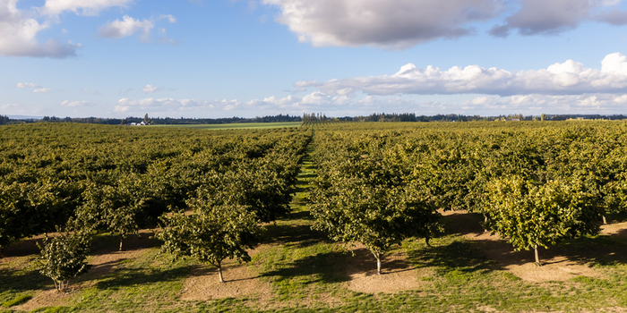 Aerial view of a vast hazelnut farm with neatly planted rows of trees under a bright blue sky in Woodburn Oregon United States. Aerial view of a vast hazelnut farm with neatly planted rows of trees under a bright blue sky in Woodburn Oregon United States.
