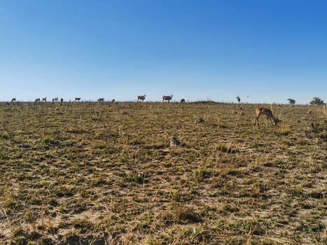 View of a herd of impala grazing in the dry grasslands of the savanna under a clear blue sky in eManzana Mpumalanga South Africa. View of a herd of impala grazing in the dry grasslands of the savanna under a clear blue sky in eManzana Mpumalanga South Africa.