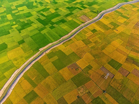 Aerial view of golden and green rice fields bisected by a narrow waterway painting a vibrant tapestry across the landscape Akkelpur Joypurhat Bangladesh. Aerial view of golden and green rice fields bisected by a narrow waterway painting a vibrant tapestry across the landscape Akkelpur Joypurhat Bangladesh.