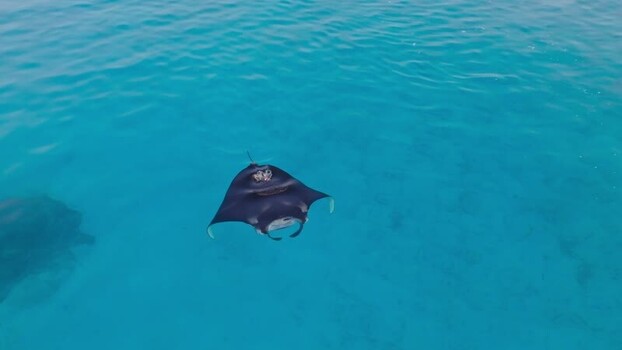 Aerial view of a manta ray swimming Maldives. Aerial view of a manta ray swimming Maldives.