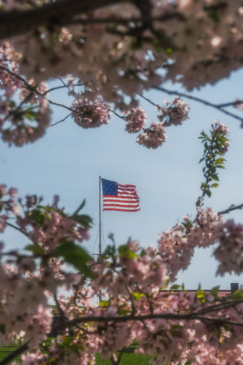 View of Fort McHenry National Monument and Historic Shrine with the American flag framed by blooming cherry blossoms in Baltimore Maryland United States. View of Fort McHenry National Monument and Historic Shrine with the American flag framed by blooming cherry blossoms in Baltimore Maryland United States.