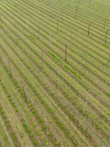 Aerial view of rows of young hop plants growing in a field with tall wooden poles and wire trellises Aiglsbach Bavaria Germany.