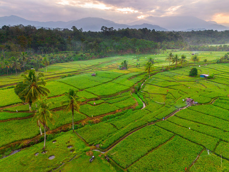 Aerial view of Taba Tembilang rice terraces featuring vibrant green paddy fields palm trees small huts and mountains under a soft golden hour sky in Arga Makmur Bengkulu Indonesia. Aerial view of Taba Tembilang rice terraces featuring vibrant green paddy fields palm trees small huts and mountains under a soft golden hour sky in Arga Makmur Bengkulu Indonesia.
