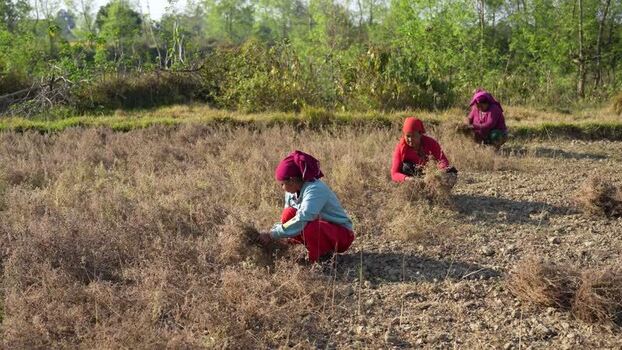 View of women harvesting crops in a field in Dang Nepal.
