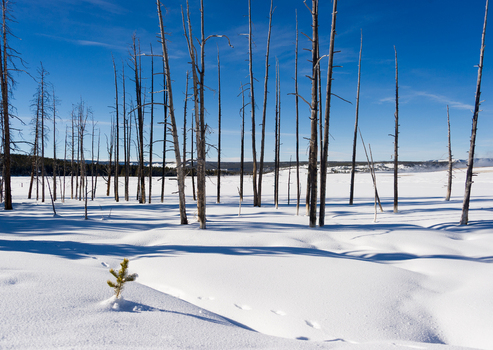 View of Yellowstone National Park featuring a snowy landscape with skeletal dead trees a small evergreen sapling in the foreground and animal tracks in the United States.