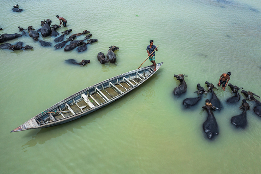 Bogura Bangladesh 29 May 2019 Aerial view of a man steering a wooden boat through a river surrounded by a herd of swimming water buffalo. Bogura Bangladesh 29 May 2019 Aerial view of a man steering a wooden boat through a river surrounded by a herd of swimming water buffalo.