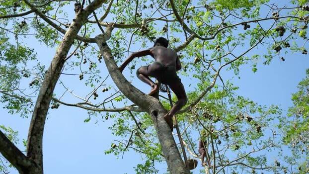 View of a man climbing a tree to harvest hog plums Bangladesh. View of a man climbing a tree to harvest hog plums Bangladesh.
