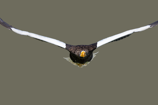View of a Steller s sea eagle flying towards the camera with its massive wings spread wide against a neutral background Selestat Grand Est France.