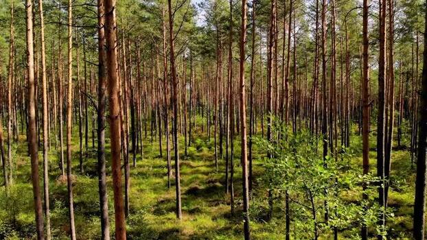 Aerial view of dense forest with tall trees Poland.