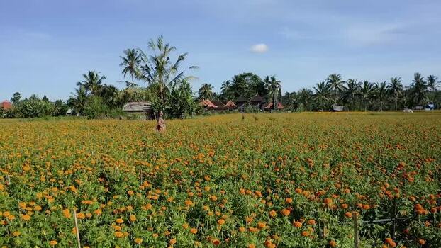Aerial view of marigold fields in Kecamatan Mengwi Indonesia.