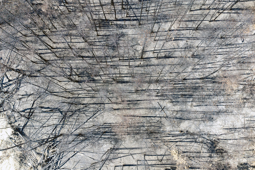 Aerial view of the aftermath of a wildfire in Deliblato Sands showing charred tree trunks and ash covered ground in Dubovac Vojvodina Serbia.