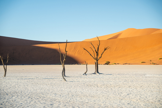 View of ancient skeletal trees punctuate the stark white pan against the backdrop of towering sun kissed dunes in Sossusvlei Hardap Region Namibia. View of ancient skeletal trees punctuate the stark white pan against the backdrop of towering sun kissed dunes in Sossusvlei Hardap Region Namibia.
