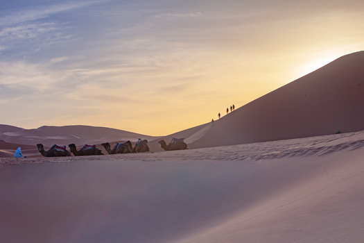 View of camels resting on the sand dunes of the Sahara desert with people walking along a ridge at sunset in Morocco.