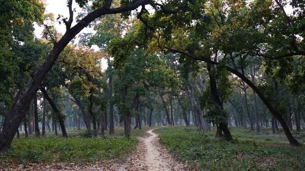 View of a narrow dirt path through a forest Nepal.