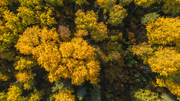 Aerial view of a dense forest canopy with vibrant yellow and orange autumn foliage under bright sunlight in Latvia. Aerial view of a dense forest canopy with vibrant yellow and orange autumn foliage under bright sunlight in Latvia.