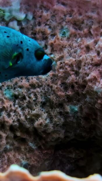 View of a blue fish swimming near coral reef in Bali Indonesia. View of a blue fish swimming near coral reef in Bali Indonesia.