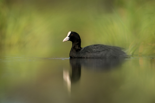 View of a Eurasian coot swimming in a calm pond with its reflection visible on the water surface surrounded by soft green vegetation in Debrzno Pomeranian Voivodeship Poland. View of a Eurasian coot swimming in a calm pond with its reflection visible on the water surface surrounded by soft green vegetation in Debrzno Pomeranian Voivodeship Poland.