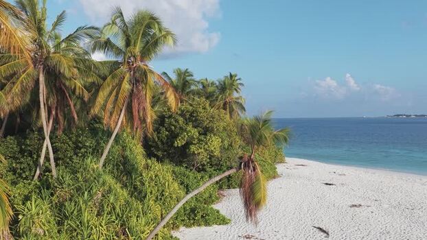 Aerial view of a tropical beach with palm trees Maldives. Aerial view of a tropical beach with palm trees Maldives.