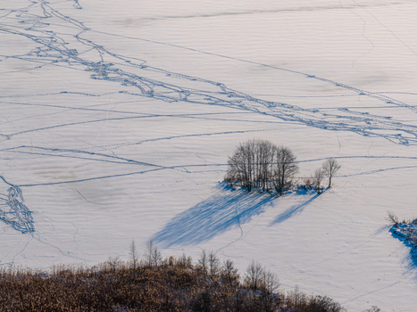 Aerial view of a small cluster of bare trees casting long shadows across a frozen snow covered field with intricate tracks in Lithuania. Aerial view of a small cluster of bare trees casting long shadows across a frozen snow covered field with intricate tracks in Lithuania.