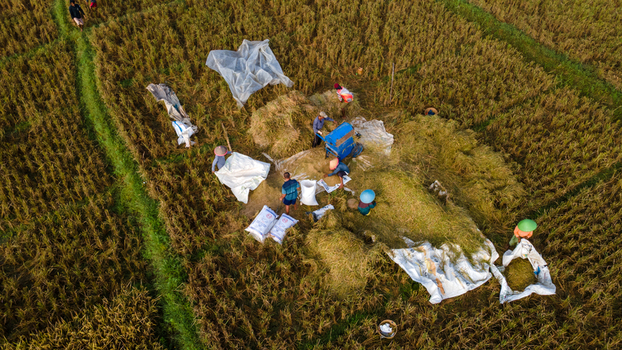 Aerial view of farmers harvesting rice in the Jipang area with a threshing machine and white sacks in Karanglewas Central Java Indonesia. Aerial view of farmers harvesting rice in the Jipang area with a threshing machine and white sacks in Karanglewas Central Java Indonesia.