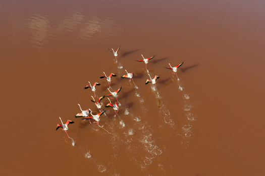 Aerial view of a flock of flamingos taking flight from the rust colored waters their reflections shimmering like liquid fire San Pedro del Pinatar Region of Murcia Spain. Aerial view of a flock of flamingos taking flight from the rust colored waters their reflections shimmering like liquid fire San Pedro del Pinatar Region of Murcia Spain.