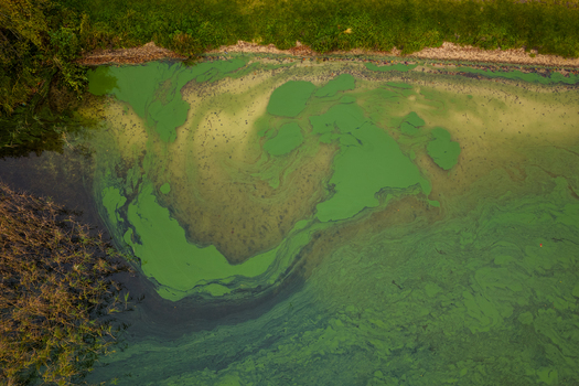 Aerial view of thick green algae blooms swirling on the surface of a lake near a grassy shoreline Lithuania. Aerial view of thick green algae blooms swirling on the surface of a lake near a grassy shoreline Lithuania.