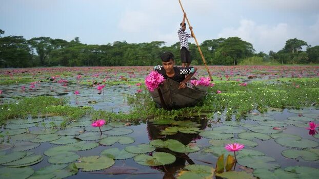 View of men harvesting pink water lilies in a boat Bangladesh. View of men harvesting pink water lilies in a boat Bangladesh.