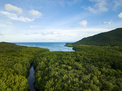 Aerial view of the lush green mangrove forest meeting the turquoise sea under a bright sky Karimunjawa Central Java Indonesia.