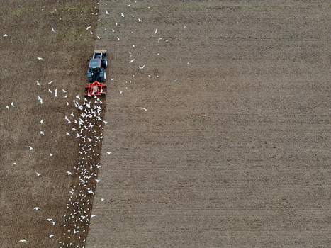 Aerial view of a tractor plowing a brown field with a large flock of white birds following behind in Inveruglass Scotland United Kingdom.