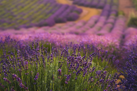View of blooming purple lavender rows in a field under soft sunlight Krakow Lesser Poland Poland.