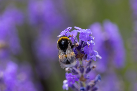 View of a bumblebee pollinating a purple lavender flower in a blooming field in Wittenheim Grand Est France.