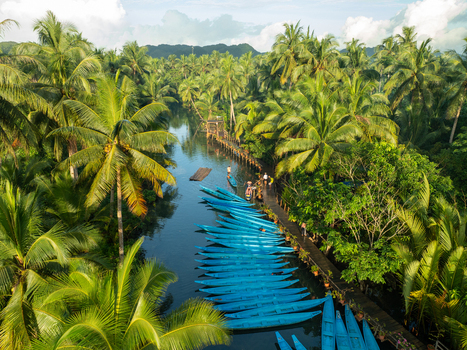 Aerial view of the Maasin River lined with lush coconut palm trees and numerous blue wooden boats moored along the wooden walkway in Siargao Philippines. Aerial view of the Maasin River lined with lush coconut palm trees and numerous blue wooden boats moored along the wooden walkway in Siargao Philippines.