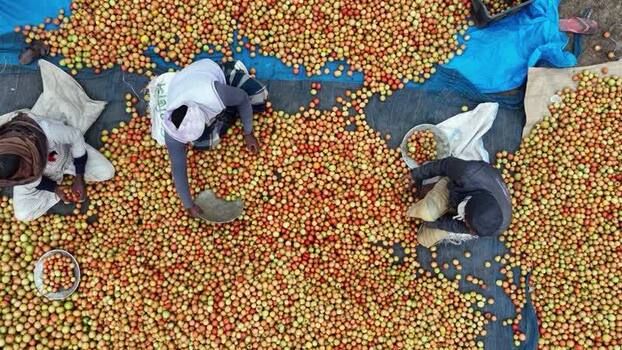 Aerial view of workers sorting fresh fruits in Bogura Bangladesh.