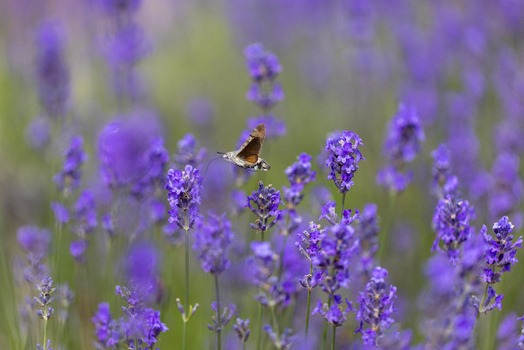 View of a hummingbird hawk moth hovering and feeding on vibrant purple lavender flowers in a blooming field in Wittenheim Grand Est France.