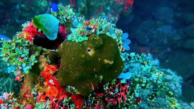 View of a vibrant coral reef in Bali Indonesia.