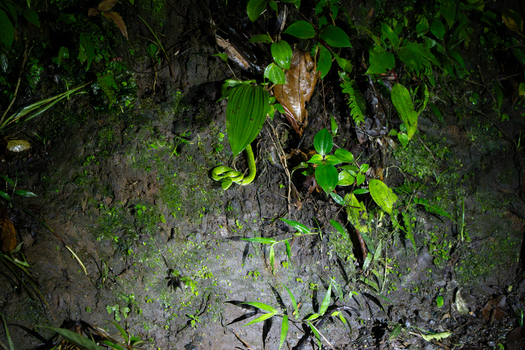 View of a vibrant green snake resting on the dark damp soil of a tropical rainforest floor surrounded by lush green foliage in Costa Rica.