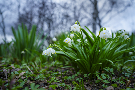 View of delicate white snowdrop flowers bursting with life against the backdrop of dormant trees a promise of spring s arrival Moscow Moscow Russia. View of delicate white snowdrop flowers bursting with life against the backdrop of dormant trees a promise of spring s arrival Moscow Moscow Russia.