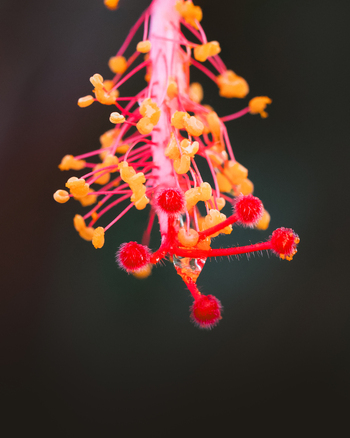 View of vibrant red hibiscus flower stamen with yellow pollen and a clear water droplet against a dark background in Costa Rica.