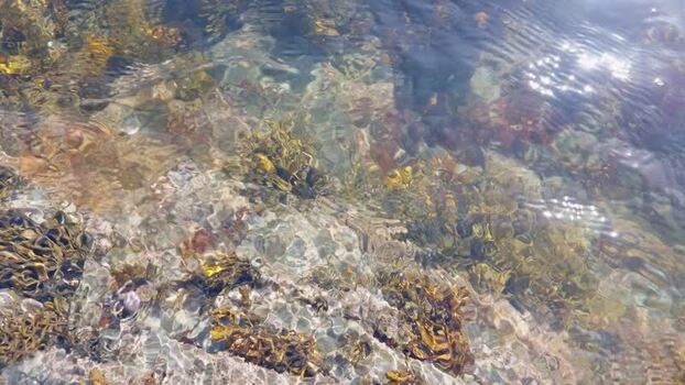 View of clear water and seaweed in Fowey United Kingdom. View of clear water and seaweed in Fowey United Kingdom.
