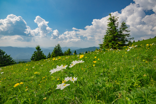 View of globeflowers blooming in a lush mountain meadow under Ploska mountain in Velka Fatra National Park Bela Dulice Zilina Region Slovakia.
