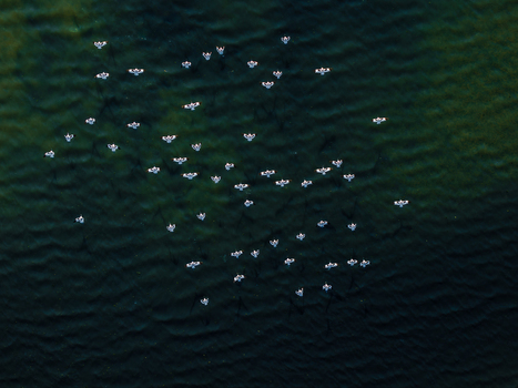 Aerial view of a flock of white birds flying over dark rippling water. Aerial view of a flock of white birds flying over dark rippling water.